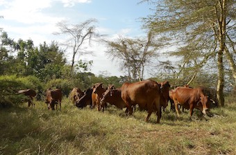 Lower Moshi Cattle Company