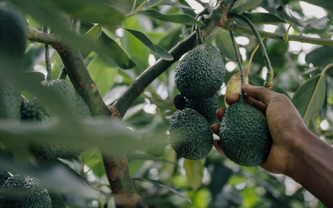 FarmMoja