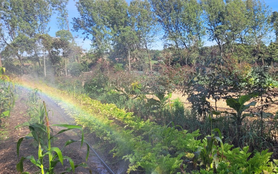 ForestFoods